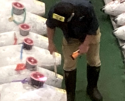 Tuna Check in Toyosu