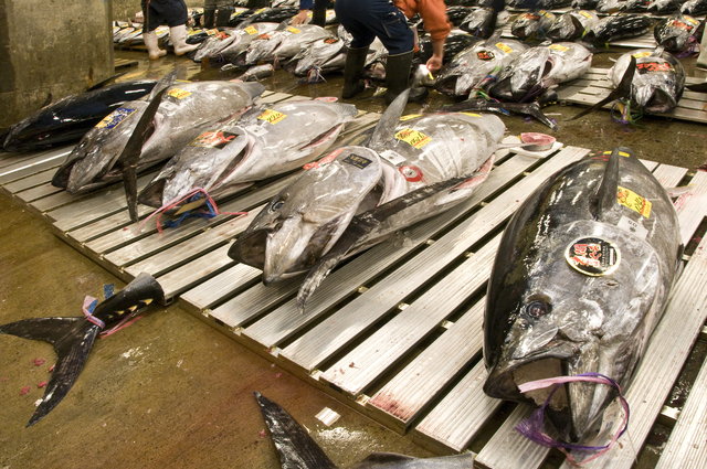 Bluefin Tuna Auction in Tsukiji